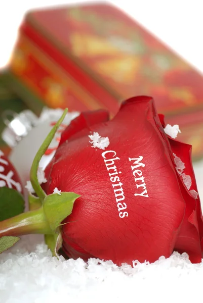 Красная роза, на которой написано "С Рождеством Христовым" — стоковое фото