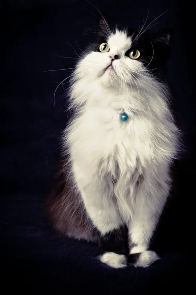 Classico gatto persiano — Foto Stock