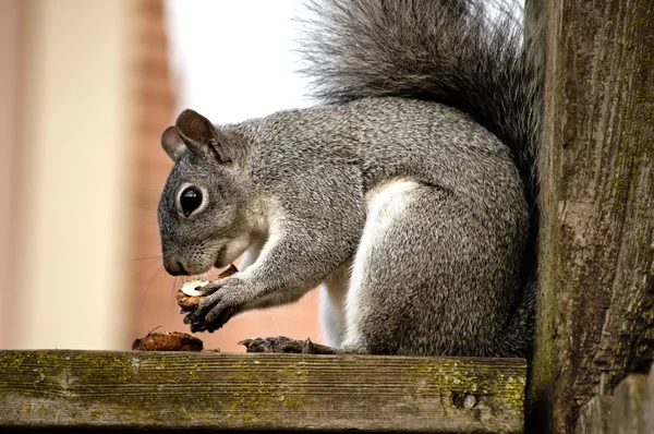 Grey Squirrel Eats a nut — Stock Photo, Image