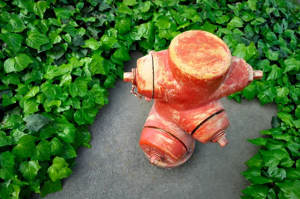 Red fire hydrant and green leaves — Stock Photo, Image