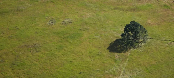 フィールド - 空中で分離されたツリー — ストック写真