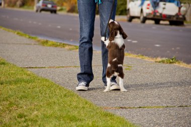 genç bir kadın dikkatini arayan köpek yavrusu