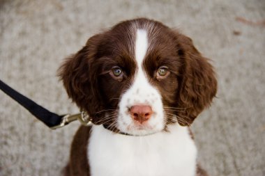 Close Up View of English Springer Spaniel Puppy clipart