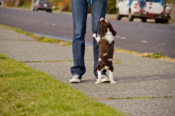 stock image Puppy Seeking Attention From Young Woman