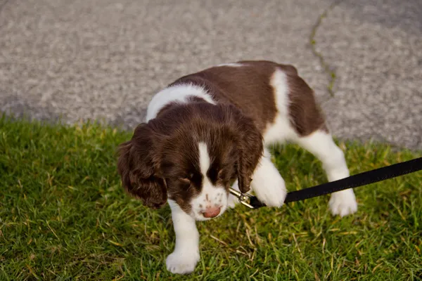 stock image Puppy Annoyed with Leash