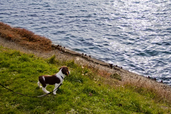 stock image Curious Puppy Looking at Lake Edge