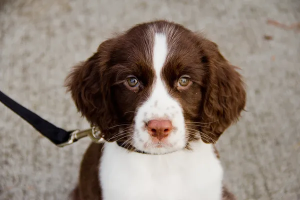 Close Up View of English Springer Spaniel Puppy — Stock Photo, Image