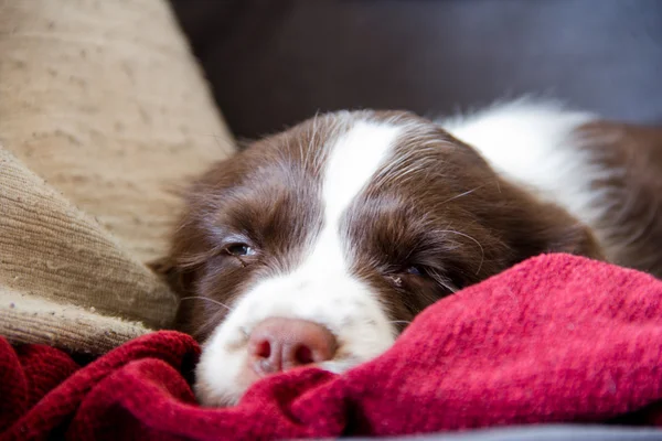 Inglés Springer Spaniel Puppy Falling Asleep Imágenes de stock libres de derechos
