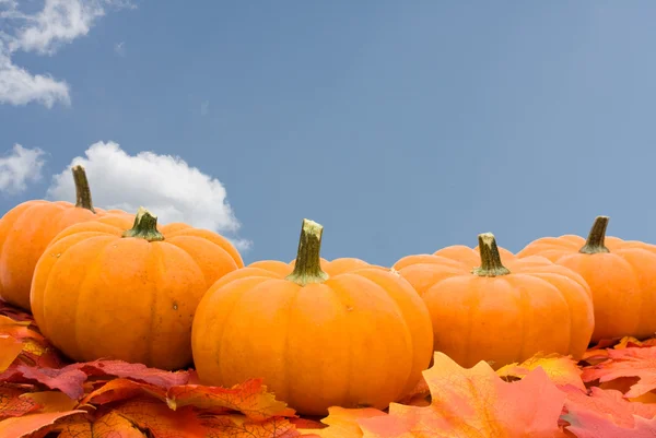 Pumpkins with fall leaves — Stock Photo, Image