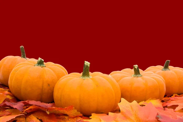 Kürbisse mit Herbstblättern — Stockfoto
