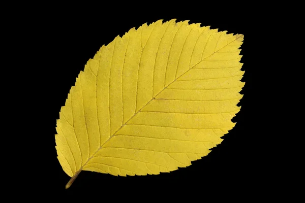 stock image Yellow autumn leaf