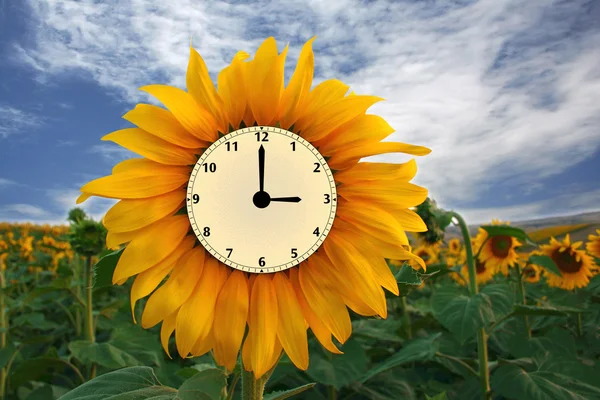 Sonnenblumen-Uhr — Stockfoto