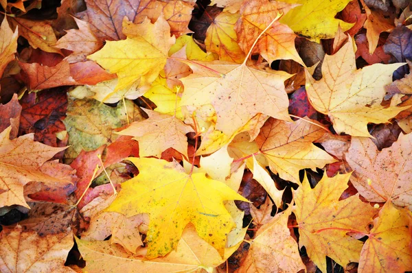 Leaf carpet — Stock Photo, Image