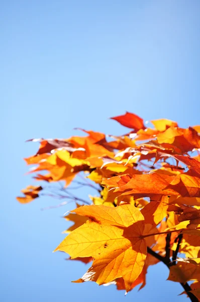 Abstract autumn background — Stock Photo, Image