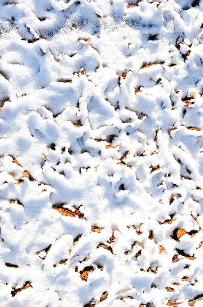 Neve e foglie texture — Foto Stock