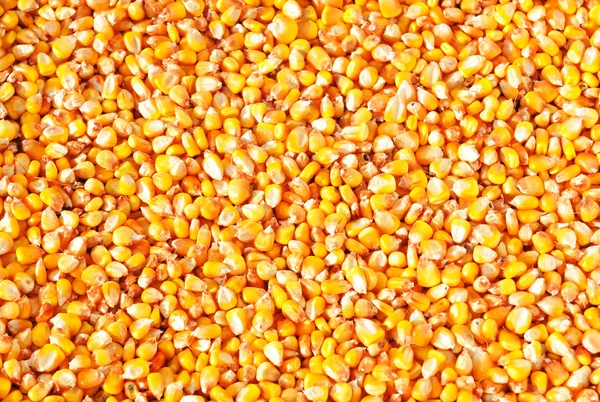 Fondo de maíz — Foto de Stock