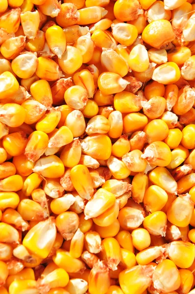 玉米背景 — 图库照片