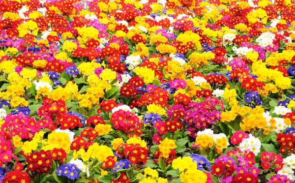 Первоцвет (Primula vulgaris)
)