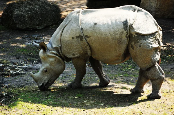 stock image Rhino at zoo