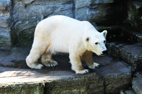 Polar bear at zoo — Stock Photo, Image