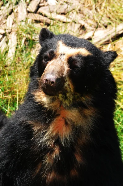 Bear at zoo — Stock Photo, Image