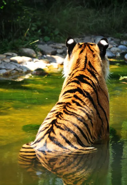 Visão traseira de um tigre na água — Fotografia de Stock