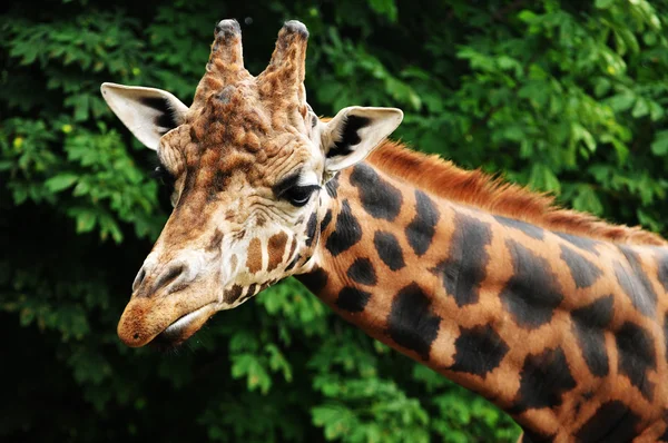 stock image Giraffe head