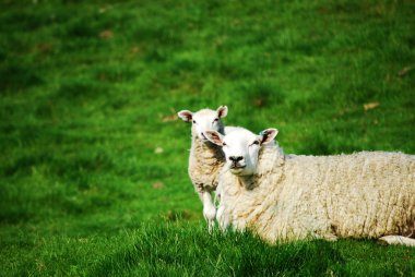 Sheep and lamb clipart