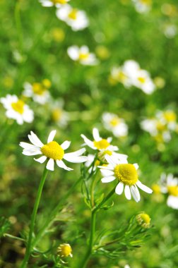 Chamomile clipart