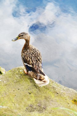 Duck portrait clipart