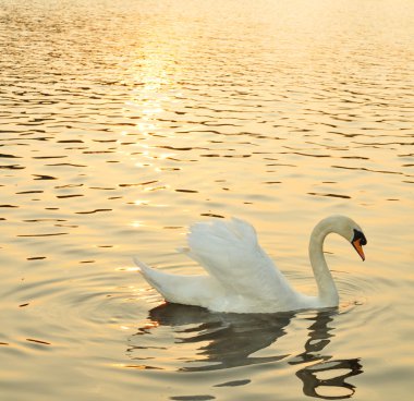 Swan at sunset clipart