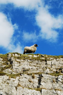 Sheep on the rock clipart