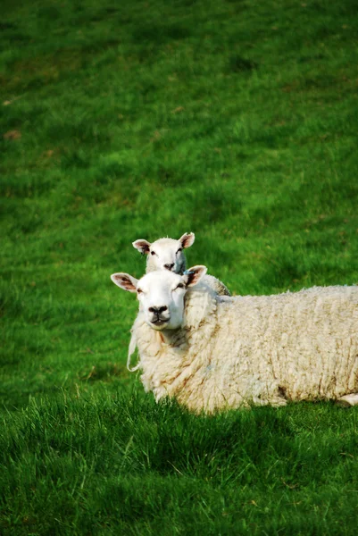 Klonované ovce — Stock fotografie