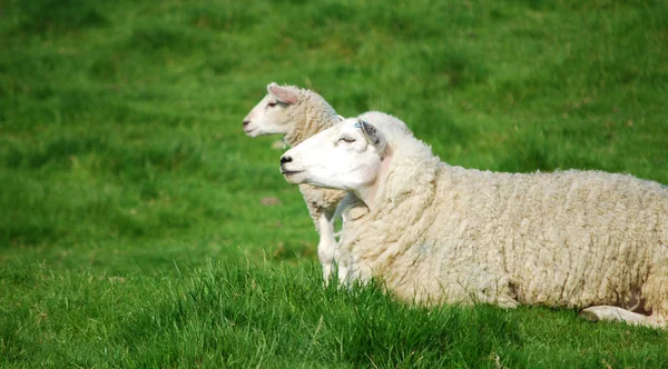 Klonované ovce — Stock fotografie
