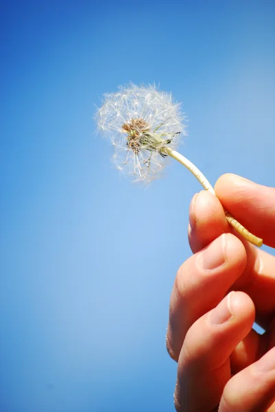 stock image Dandelion