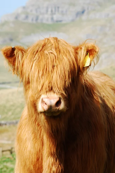 Retrato de vaca — Fotografia de Stock