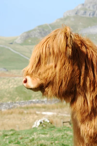 stock image Mountain cow