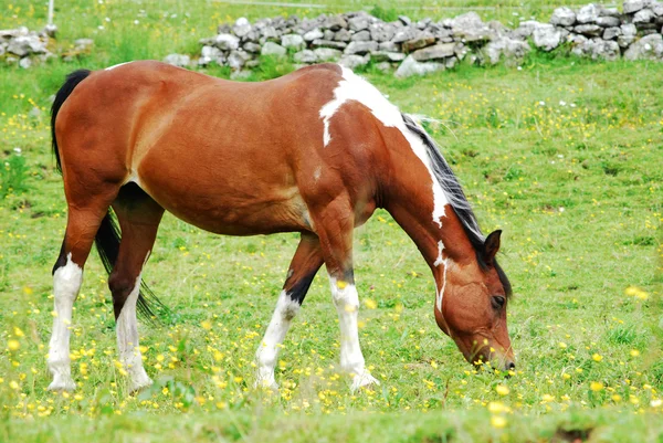 stock image Pony grazing