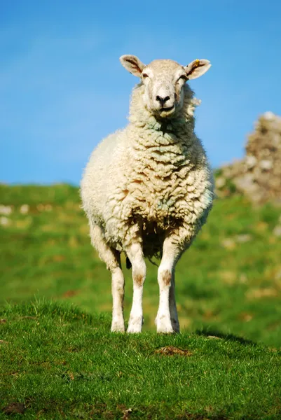 在农场的羊 — 图库照片