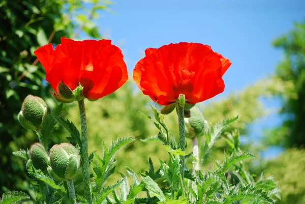 Garden poppy — Stock Photo, Image