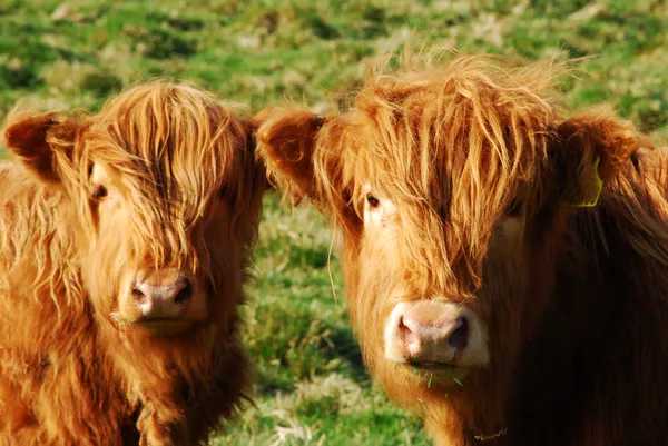 Lustige Kühe — Stockfoto