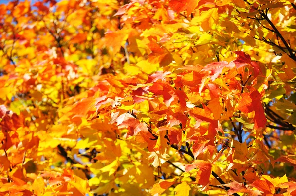 Autumn leafs background — Stock Photo, Image