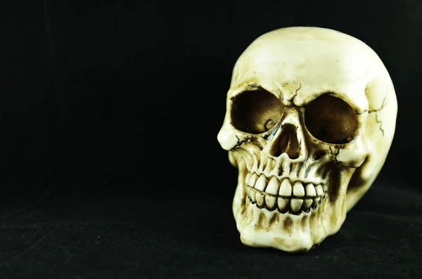 stock image Skull against black