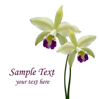 Vector orchid flower clipart