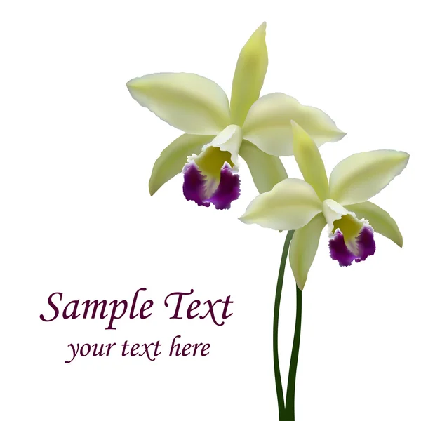 Flor de orquídea vectorial — Vector de stock