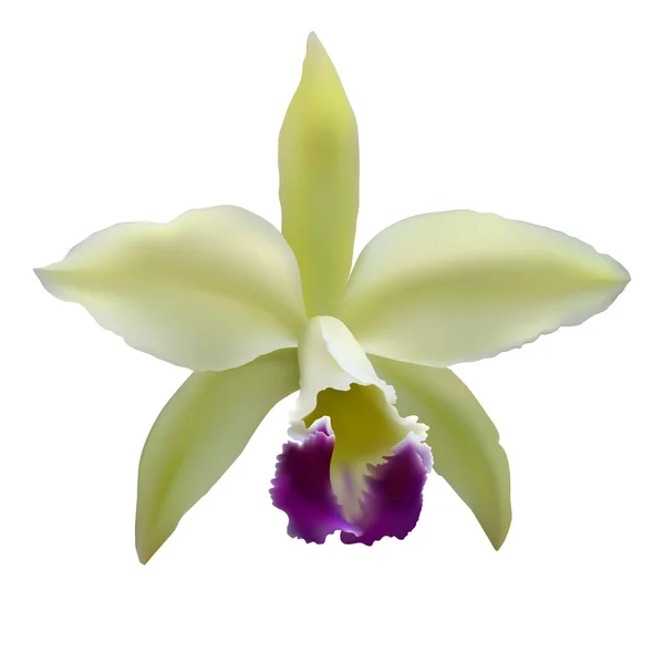 Flor de orquídea vetorial — Vetor de Stock