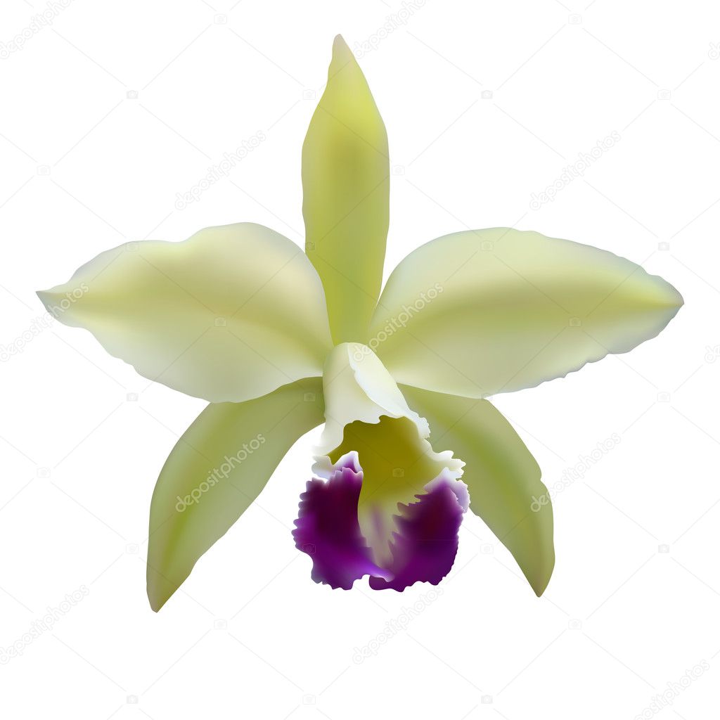 Vector orchid flower
