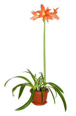 Blooming gippeastrum clipart