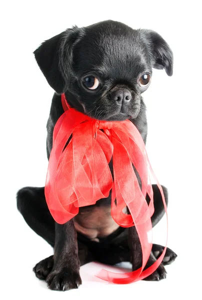 Kleine zwarte pup — Stockfoto