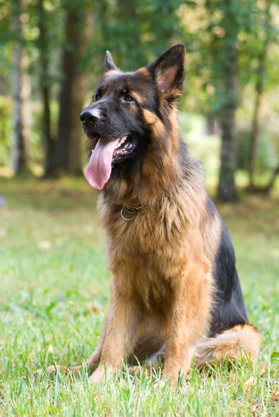 Perro raza pastor alemán sentado en la hierba — Foto de Stock